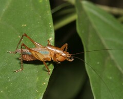 Eschatoceras bipunctatus