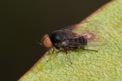 Lindneromyia