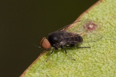 Lindneromyia
