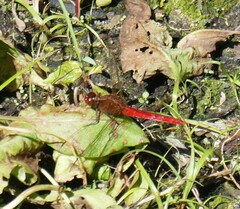 Rhodothemis lieftincki