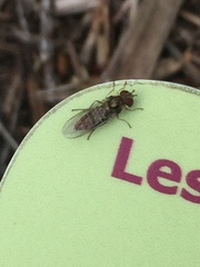 Melanostoma mellinum