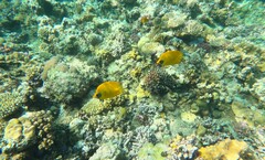Chaetodon semilarvatus