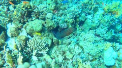 Cephalopholis miniata