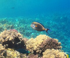 Acanthurus sohal