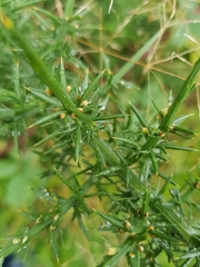 Ulex europaeus