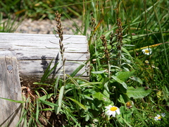 Omalotheca norvegica