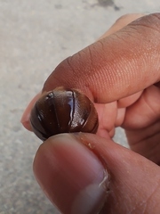 Arthrosphaera