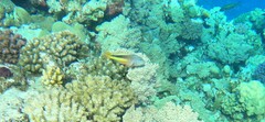Paracirrhites forsteri