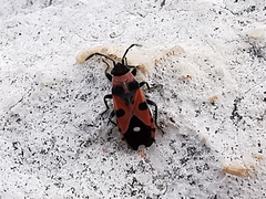 Horvathiolus superbus