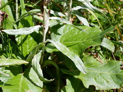 Omalotheca norvegica