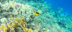Chaetodon fasciatus
