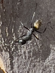 Camponotus aeneopilosus