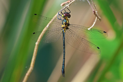 Micromidia atrifrons