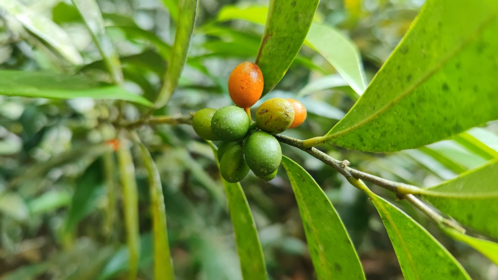 Marsypopetalum littorale (Marsypopetalum littorale)