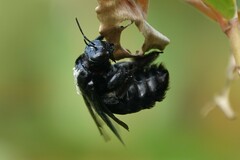Xylocopa latipes