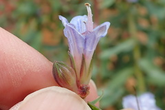 Lobostemon laevigatus