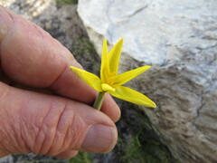 Bobartia filiformis