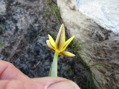 Bobartia filiformis
