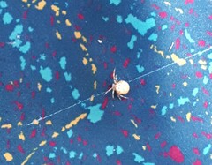 Araneus quadratus