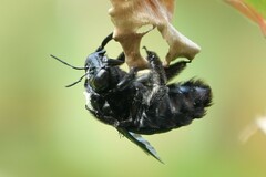 Xylocopa latipes
