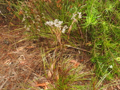 Schizaea bifida