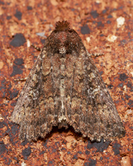 Condica illecta