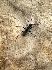 Camponotus aeneopilosus