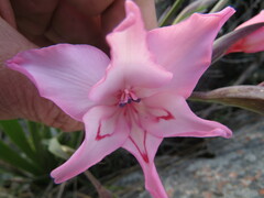 Gladiolus carneus