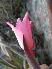 Gladiolus carneus
