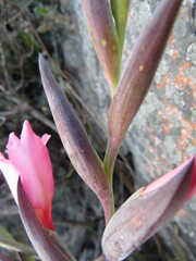 Gladiolus carneus