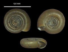 Bathyomphalus contortus