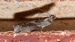 Sciota melanostyla