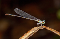 Coenagrionidae