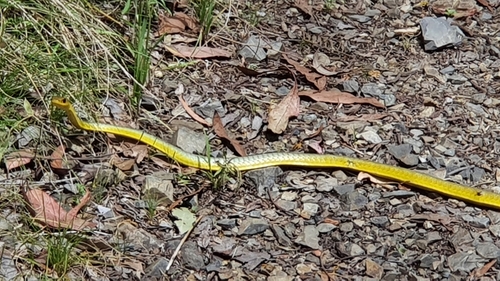 Common Tree Snake sighting