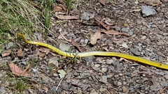 Dendrelaphis punctulatus