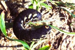 Proserpinus proserpina