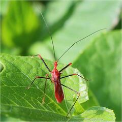 Ricolla quadrispinosa