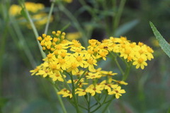 Senecio linearifolius
