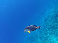 Acanthurus sohal