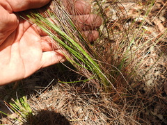 Fimbristylis cinnamometorum