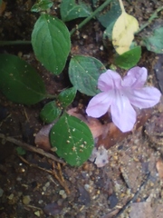 Ruellia prostrata