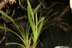 Cymbidium madidum