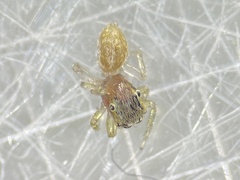 Cosmophasis lami