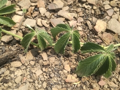 Cyphostemma