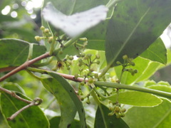 Elaeodendron croceum