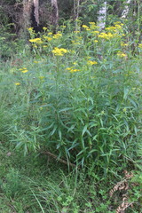 Senecio linearifolius
