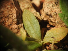 Centaurium tenuiflorum