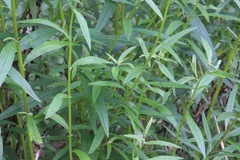 Senecio linearifolius