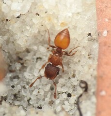 Meranoplus