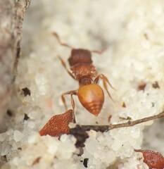 Meranoplus